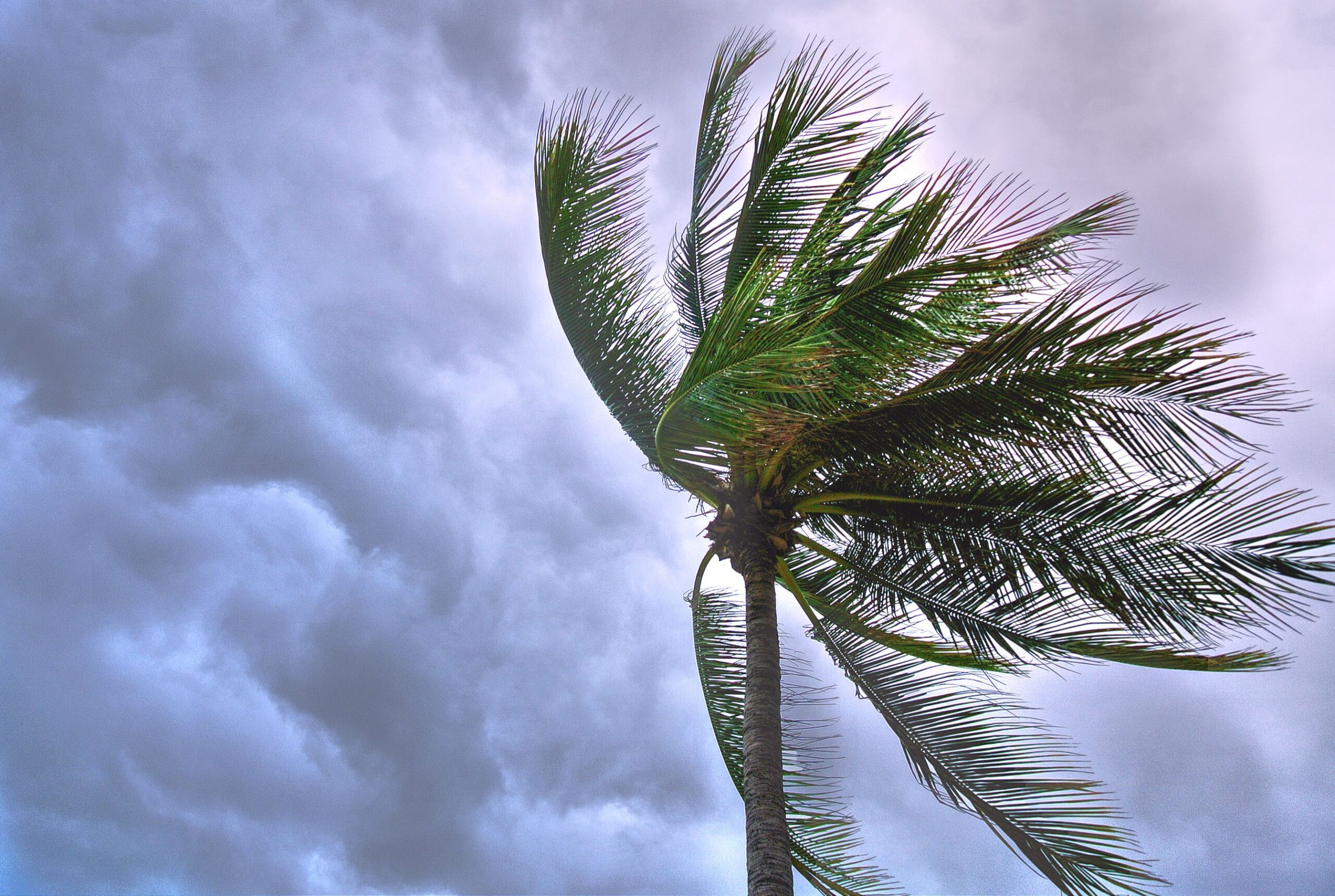 A palm tree sways in the wind against a dramatic, cloudy sky in Thailand.